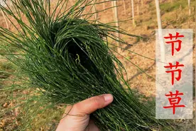 节节草人称木贼，笔筒草，它非常奇特不长叶子，被老人称为明目草图片