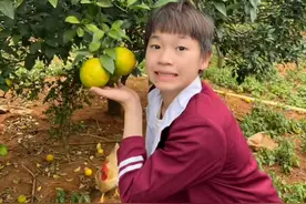 勤劳致富!全红婵回家父亲带5姊妹下田种甘蔗,红姐挽起裤腿加油干图片