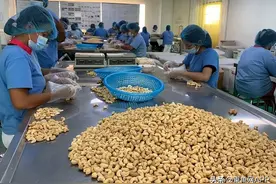 首季柬埔寨腰果出口越南逾23万吨图片