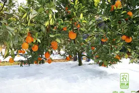 现代果园除草管理，应用防草布解决杂草，方便管理果园图片