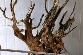 明白下山桩的4同4不同，养桩何愁不来芽图片