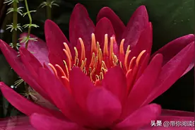 一首涤荡尘心、富有禅意之歌——《左手指月》图片