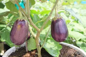 茄子种植，整枝打杈时要牢记3要5忌，省钱还高产，吃都吃不完图片