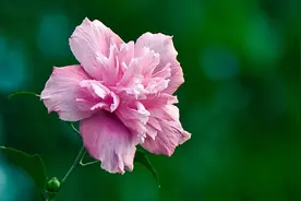 朝见花开暮见落，人生反覆亦相若——木槿，生如夏花，朝开暮落图片