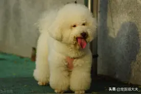 狗狗免疫不重要？小心钩体病找上门图片