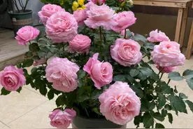 阳台盆栽“最香的”11种花，能多季开花，室内掩盖“异味”特别棒图片