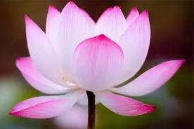 你的善良，必须带点锋芒图片