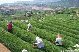 正宗的崂山绿茶去哪里买？图片