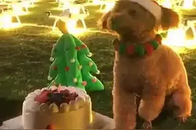 “人不如狗”，长沙女子花巨资为狗庆生，打疼了谁的脸？图片