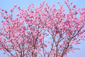 2.14情人节，写给无缘相守的你：有一种信念，叫爱你不变图片