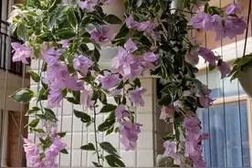 有种三角梅叫“冰淇淋”，又美又仙，颜值高还爱开花，很值得拥有图片