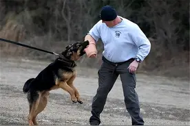 1998年，美国杂交犬深夜将女主人折磨致死，调查结果令人心酸图片