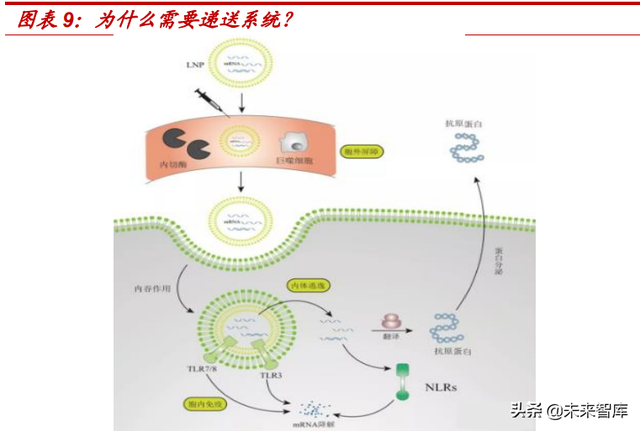 医药生物行业专题报告：mRNA技术有望迎来黄金十年