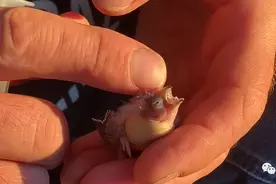 西班牙老哥孵化指甲盖大小的珍珠鸟蛋！“丑八怪”长成粘人可爱鸟图片