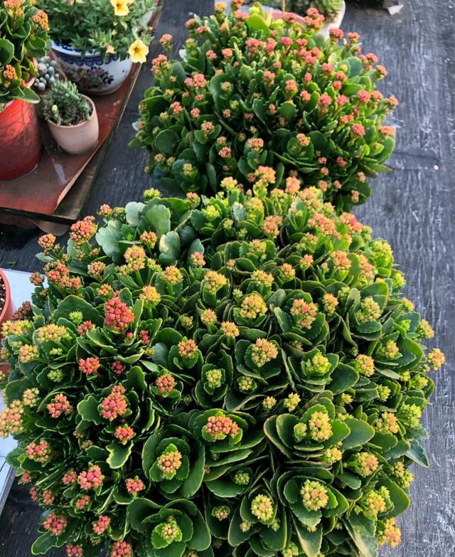 长寿花有很多品种,你能把你养的图片和对应的名字发在这里么?