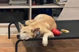 主人望窗外见狗狗日常拆东西，网友笑着安慰：它在扫地啦图片