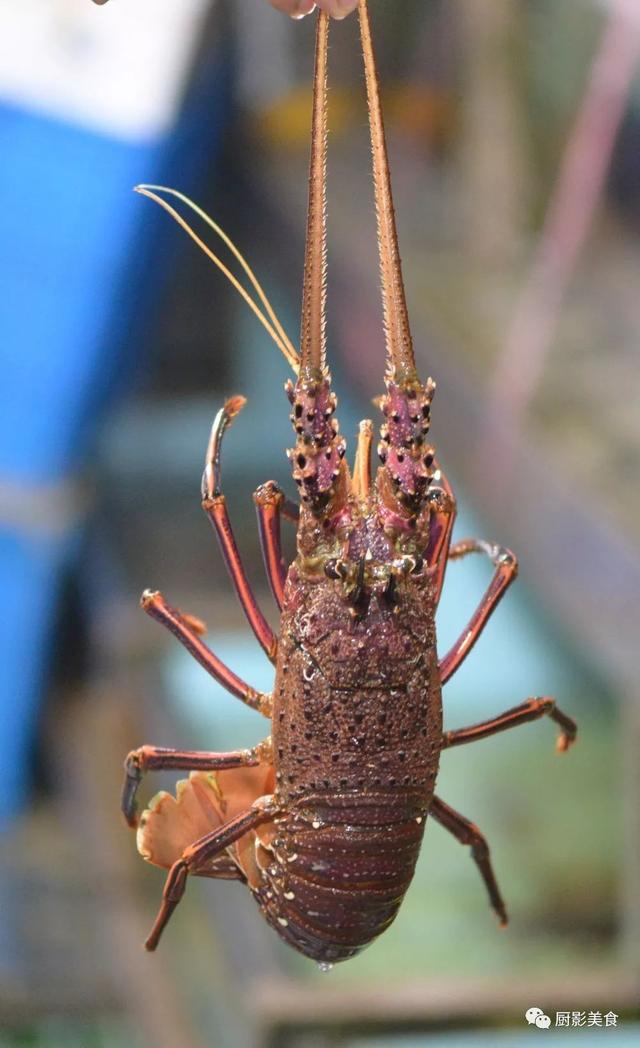 40头的花胶是几级 2025年花胶40头是什么意思?