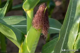 玉米打顶有3大好处，可惜很多人不知道图片
