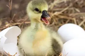 禽医静心谈鸭子跛脚是什么原因小鸭子腿瘸了怎么办图片