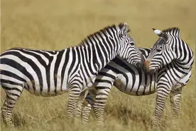 动物都有固定的发情期，为什么人类却没有？我们是如何控制欲望的图片