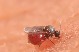 广东5月是蠓虫高发期，连无蚊无蛇的冰岛都有分布，它有多烦人？图片