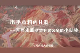 出乎意料的甘肃之河西走廊竟然有这么多的小动物图片