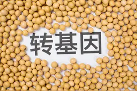 浅谈转基因食品的安全性图片