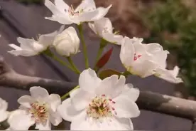 秋月梨在豫东地区的引种表现及栽培技术图片