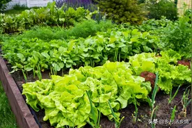 趁冬天在家自制两种肥液，来年种菜正好能用上，效果比肥料还好图片