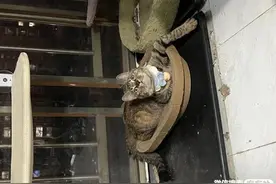 同城附近宠物店领养送养平台， 无偿幼猫咪狗狗救助-1209宠友社图片