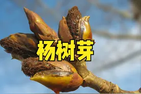 农村有人20元一斤收购杨树芽，用来干啥了？为何现在没人收了？图片
