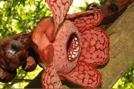 食人花真实存在，不吃动物，只吃植物图片