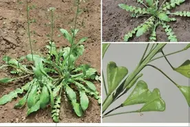 中国常见野菜快速识别（二）图片