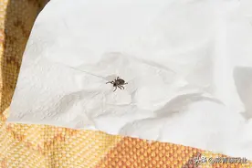 枕头里藏着大量螨虫你敢睡？螨虫长什么样？皮肤会过敏吗？图片