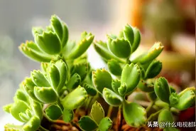 正值冬季，教你如何处理冻伤“多肉植物”的办法及冬季养护图片