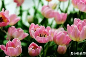 让人心情变好的欢乐句子，很暖很治愈的心情文案，心情愉快起来图片