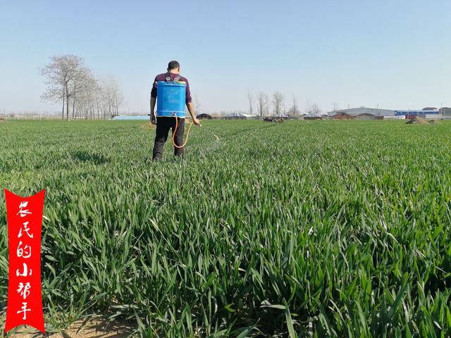 小麦一喷三防第一遍药什么时间打？过早过晚都不行，2点很关键