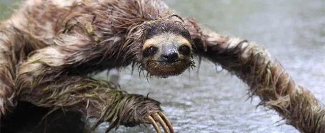 真正水猴子图片真实高清 - 冷思维