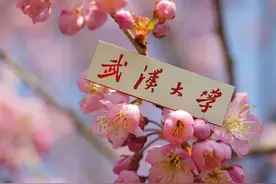四中最新回应！事关今年樱花！图片