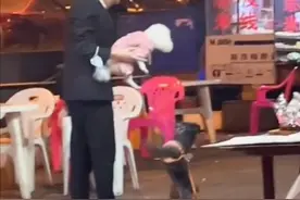 小黑犬大庭广众之下求爱犬界“白富美”，主人：瞧你这没出息的样图片