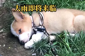 垃圾桶旁的柯基奄奄一息，身上曾有过留置针：也曾是谁家的小可爱图片