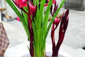 台湾人研发出一款新种兰花，川内大佬悄悄购回，并且签署保密协议图片