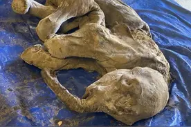 人类真的要小心了！冻土中挖掘出35000年前猛犸象，警惕史前病毒图片