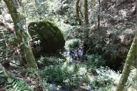 物种新记录！武平梁野山发现中国棱蜥图片