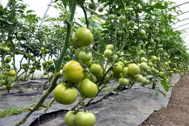 老菜农说：蔬菜长不好，肥料这样用，叶片黑绿长势茂盛还不烧根图片