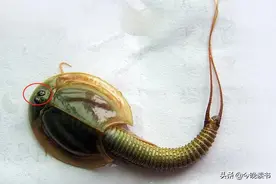 四川地震后出现神秘生物，三只眼睛布满稻田，专家发现背后不简单图片