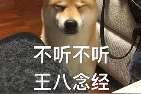 这5种狗再漂亮也别养，浪费钱和精力，你家的上榜没？图片