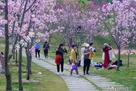 南宁5A景区一片片桃花和樱花全都开好了，与花海相约不负春光图片