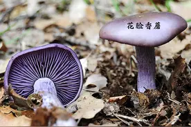 有图有样，教你识别20种蘑菇图片