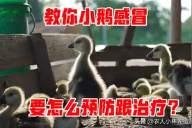 教你小鹅感冒后有什么症状？又要怎么预防跟治疗图片